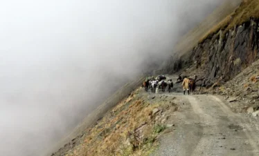 Pferdekarawane mit Hirten im Nebel auf dem Abano-Pass beim Viehtrieb Tuschetien