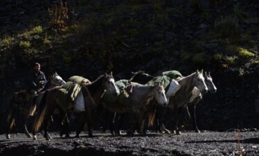 Pferdekarawane mit beladenen Packpferden beim Viehtrieb durch Tuschetien Georgien