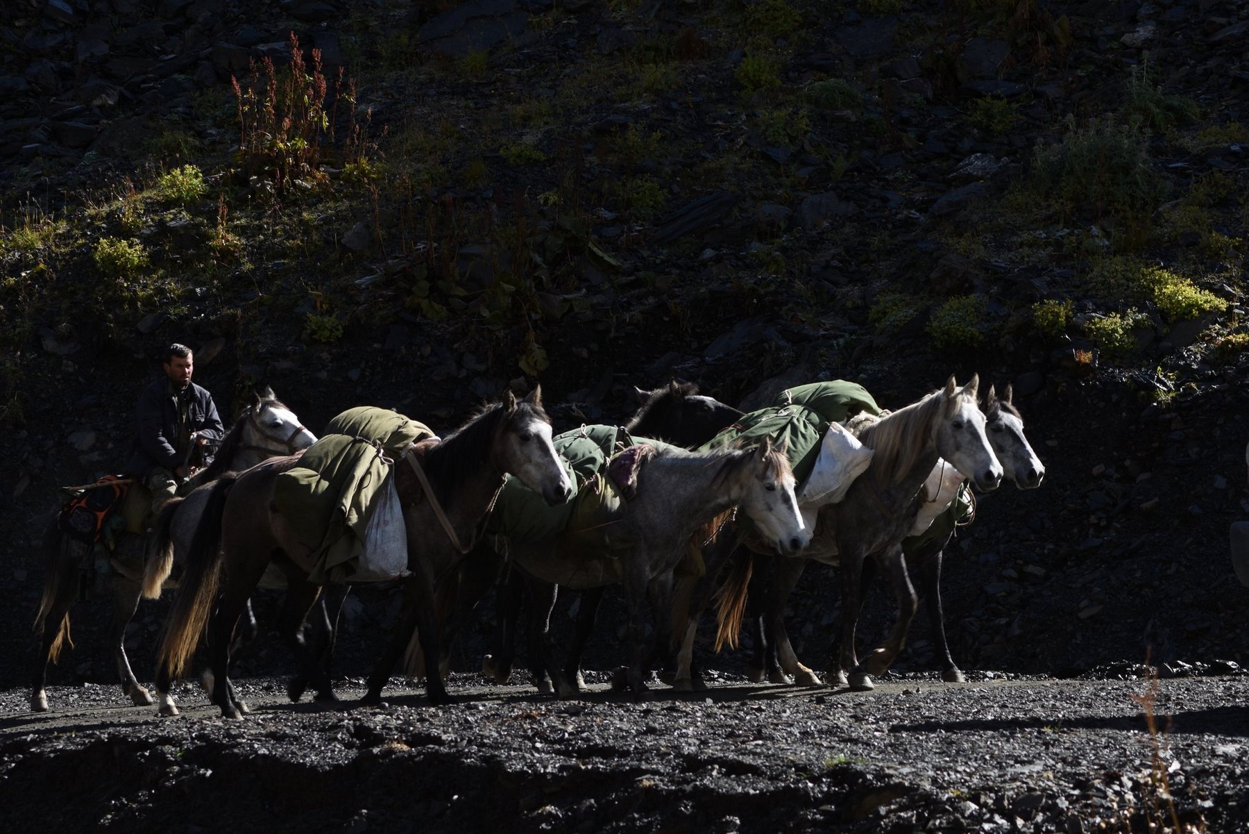 Pferdekarawane mit beladenen Packpferden beim Viehtrieb durch Tuschetien Georgien