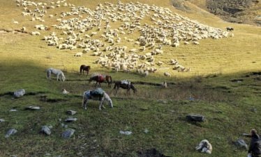 Schafherde mit Pferden und Herdenschutzhunden vor Bergpanorama Tuschetien Georgien