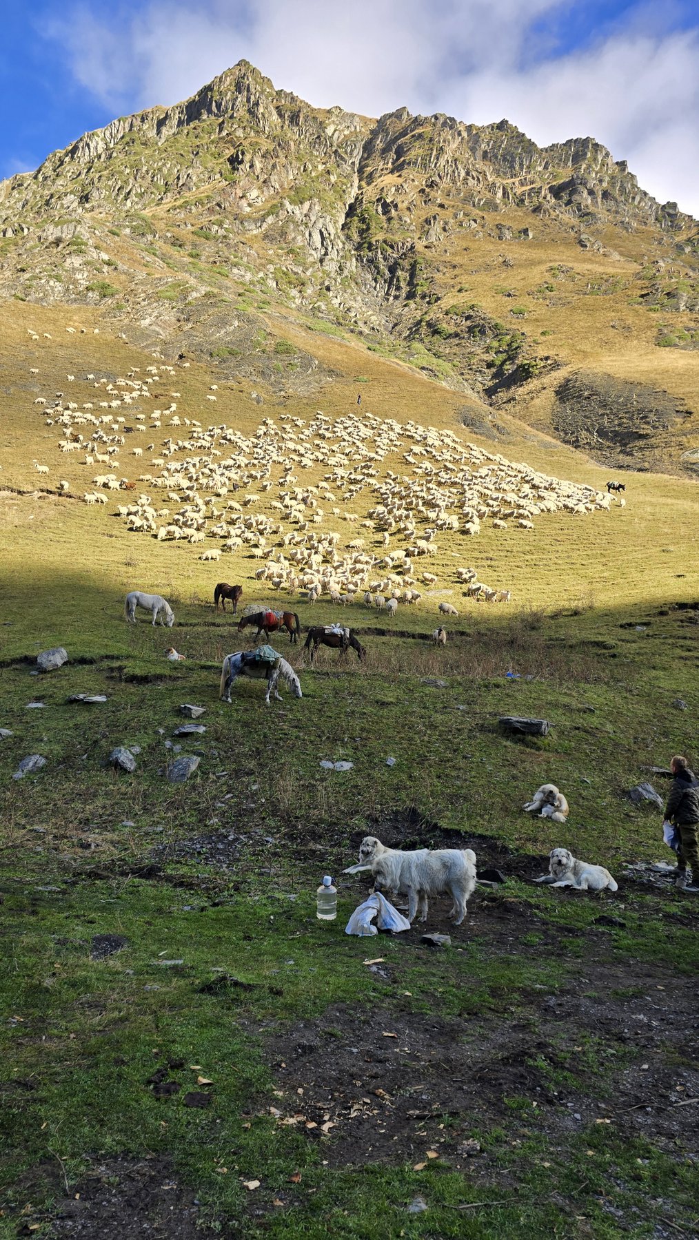 Schafherde mit Pferden und Herdenschutzhunden vor Bergpanorama Tuschetien Georgien