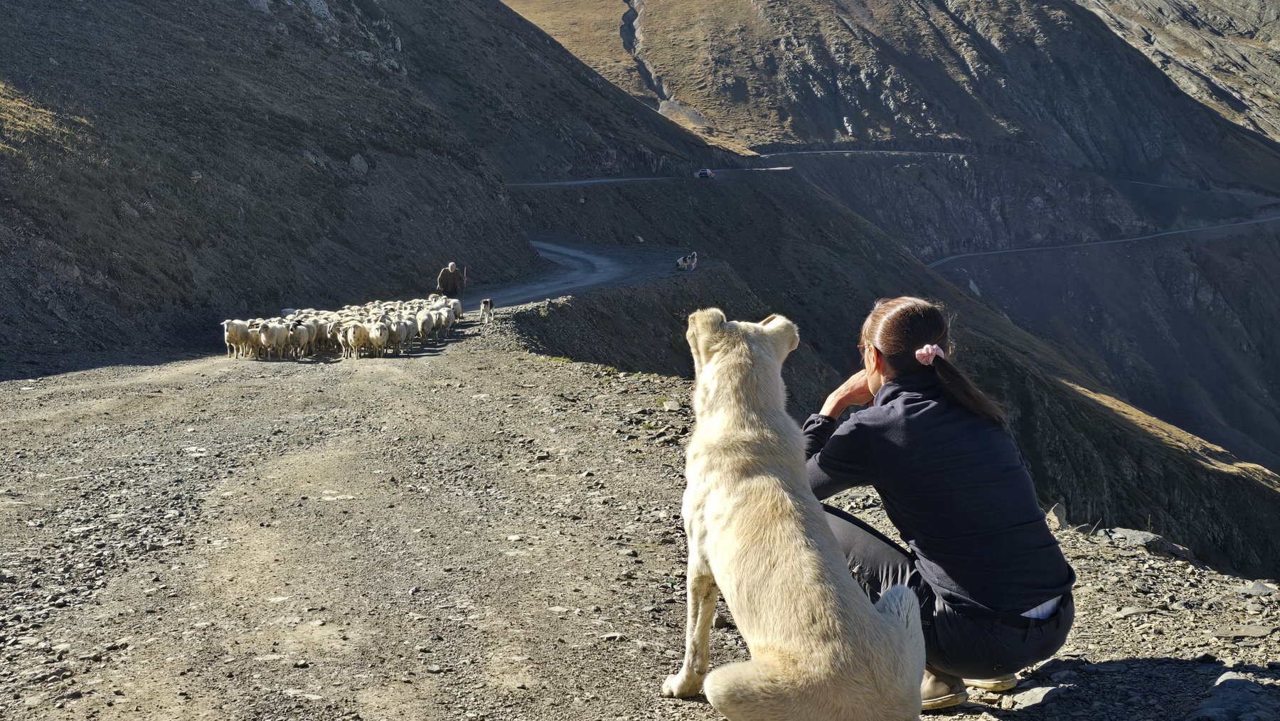 Wanderin mit Herdenschutzhund beobachtet den Viehtrieb Tuschetien Georgien