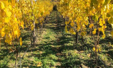 Herbstliche Weinreben bei Iagos Wine Kartli Georgien goldene Weinberge Oktober – Wein und Kaukasus Georgien-Weinreise
