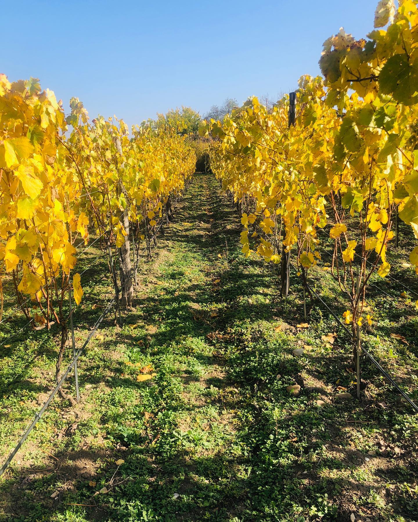 Herbstliche Weinreben bei Iagos Wine Kartli Georgien goldene Weinberge Oktober – Wein und Kaukasus Georgien-Weinreise