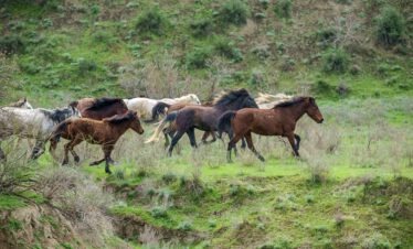 Wilde Pferdeherde galoppiert in vollem Galopp über grüne Hügel im Nationalpark Vashlovani, Georgien