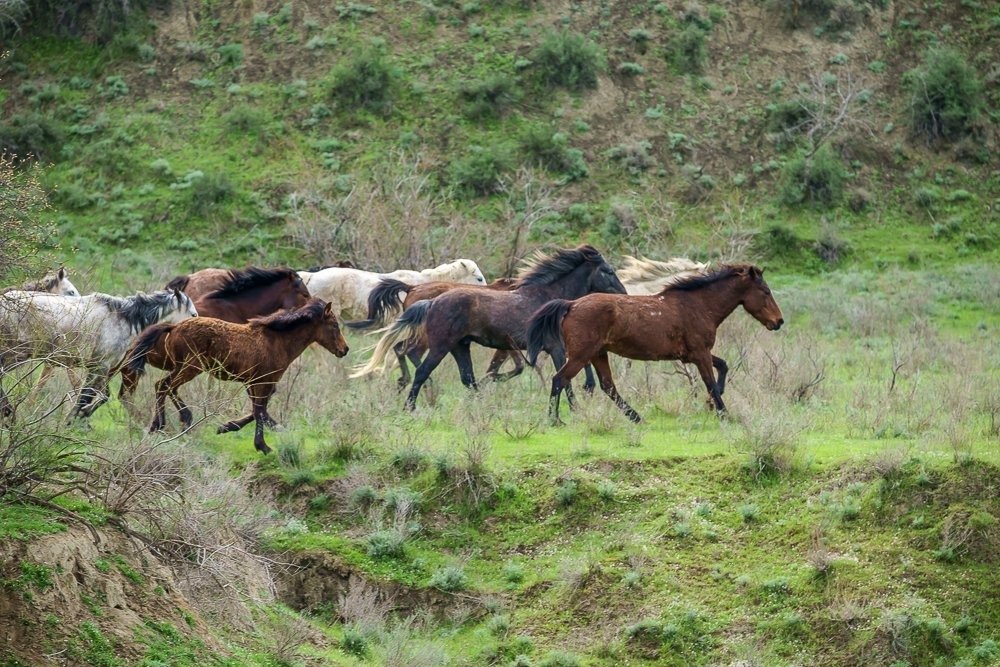 Wilde Pferdeherde galoppiert in vollem Galopp über grüne Hügel im Nationalpark Vashlovani, Georgien
