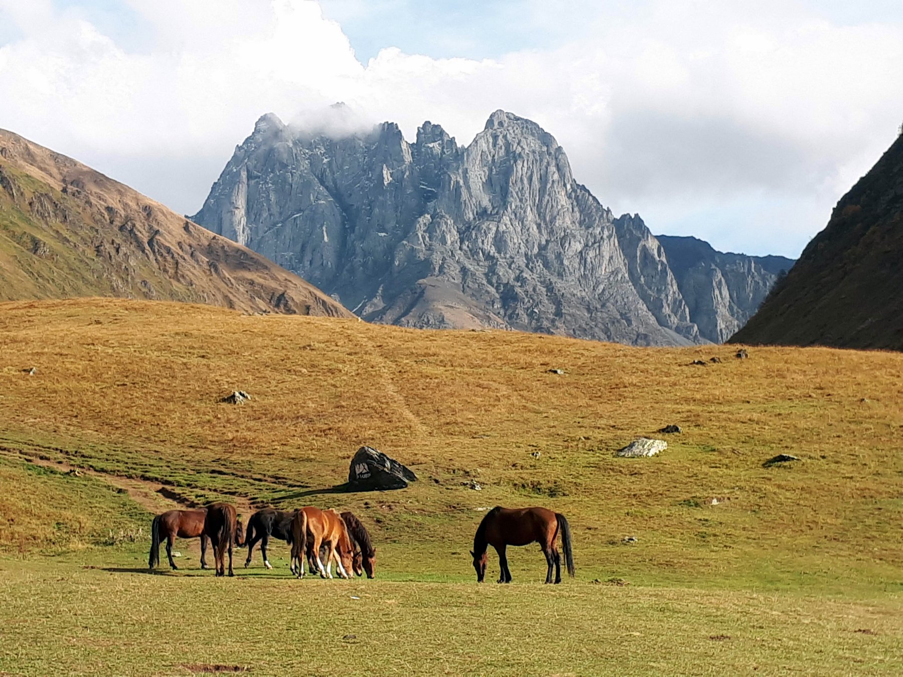 Eine Gruppe brauner Pferde grast auf einer Weide vor der imposanten Felswand des Chaukhi-Massivs in Georgien.