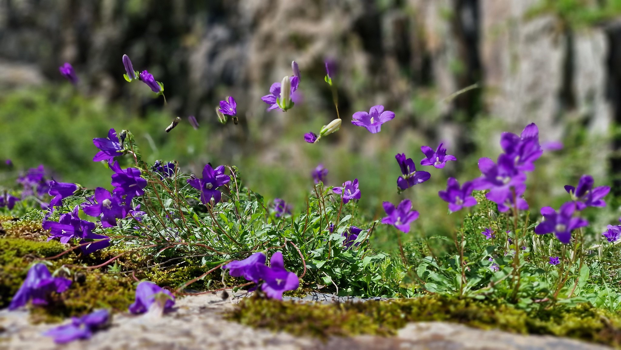 Violette Glockenblumen (Campanula aucheri) auf bemoosten Felsen in der Darialschlucht, Georgien – ein Endemit des Großen Kaukasus