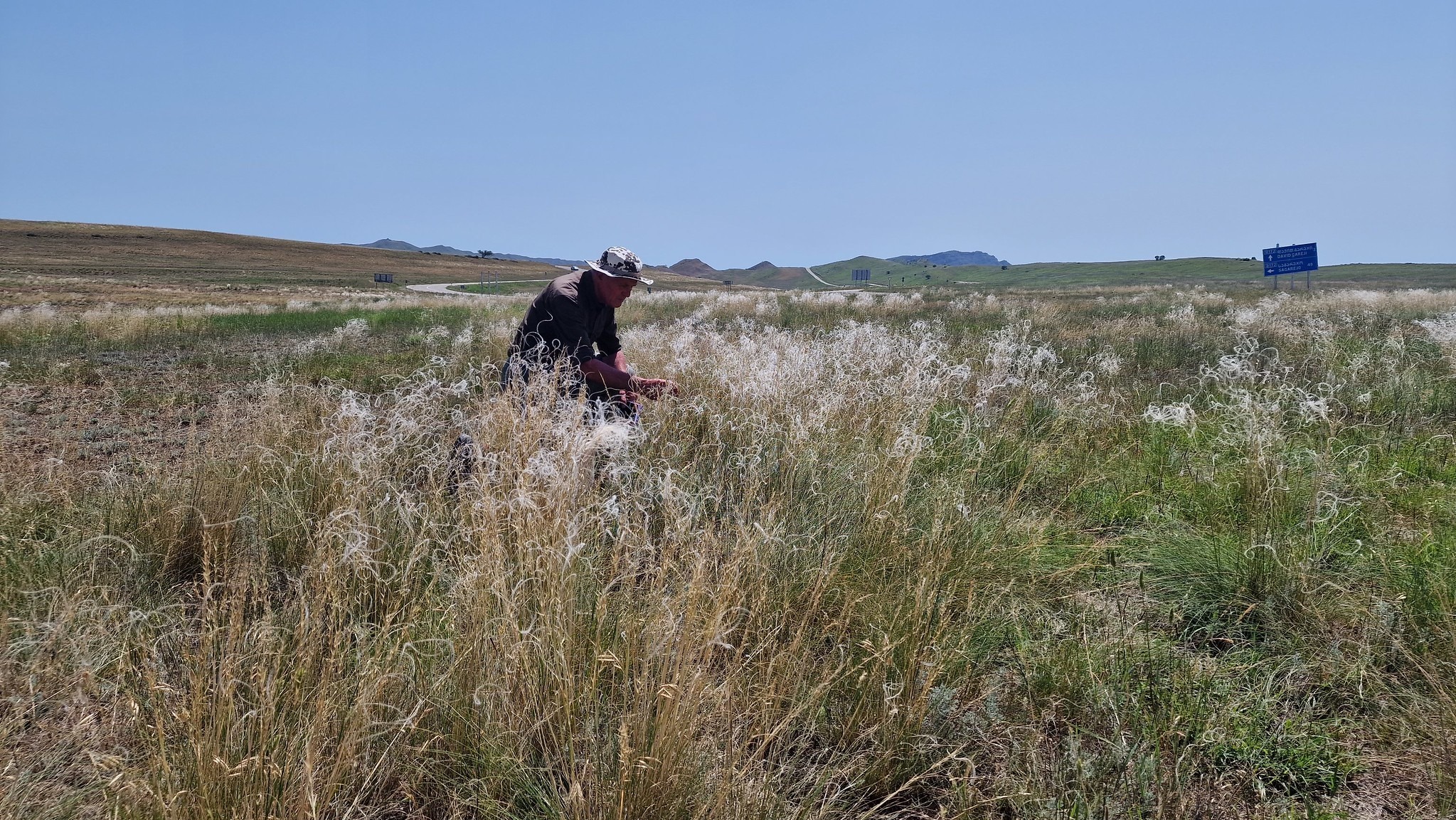 Botaniker Dr. Hans Jürgen Buhr kniend im Federgras (Stipa) der ostgeorgischen Steppe bei David Garedji – botanische Exkursion mit Kaukasus-Reisen