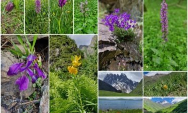 Pflanzen-Collage Flora im Kaukasus: Orchideen, Iris, Lilium monadelphum, Campanula und wilde Lilien in den Bergen Georgiens