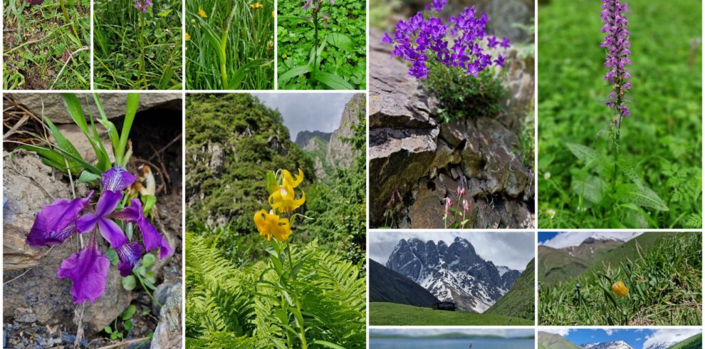 Pflanzen-Collage Flora im Kaukasus: Orchideen, Iris, Lilium monadelphum, Campanula und wilde Lilien in den Bergen Georgiens