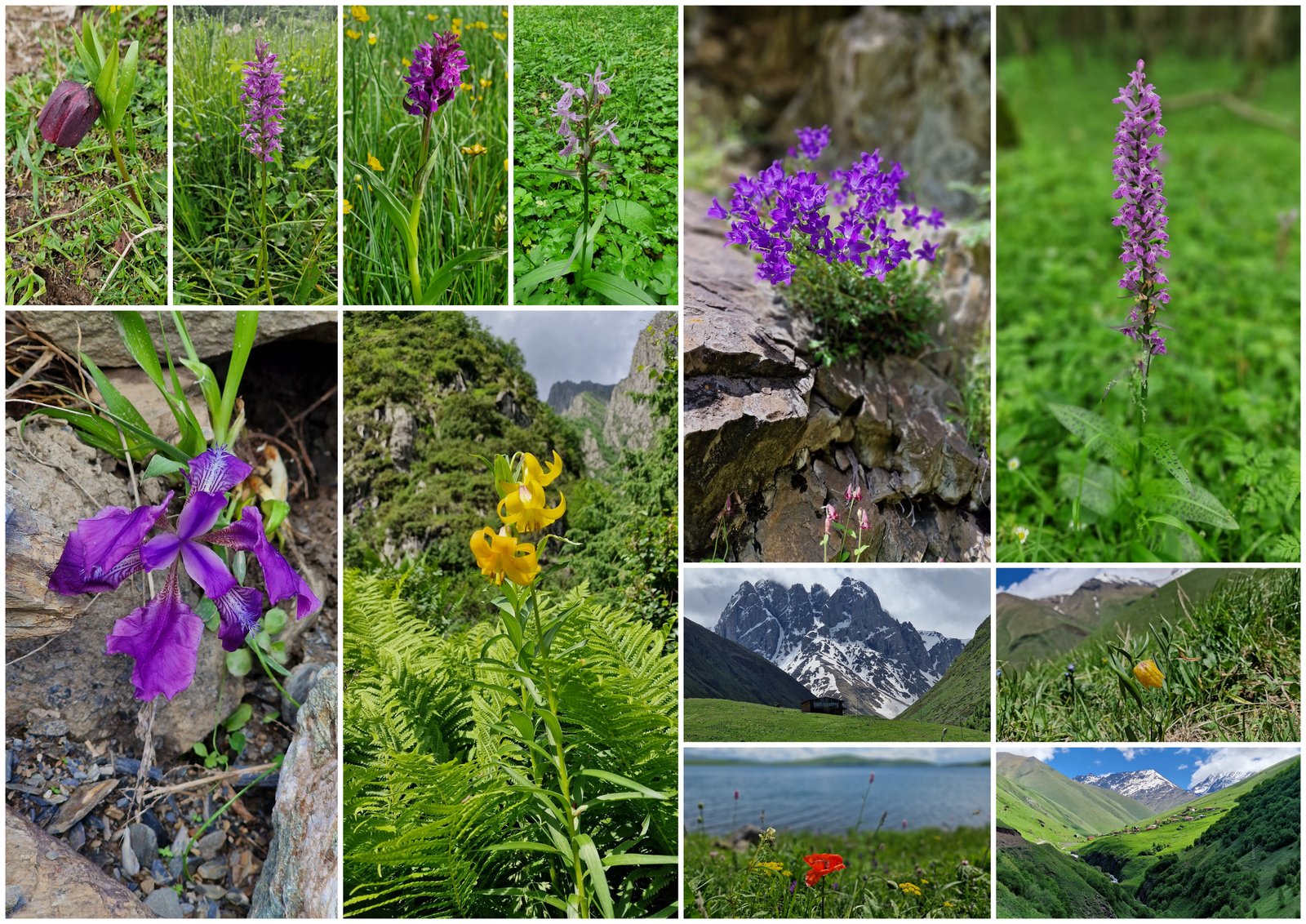Pflanzen-Collage Flora im Kaukasus: Orchideen, Iris, Lilium monadelphum, Campanula und wilde Lilien in den Bergen Georgiens