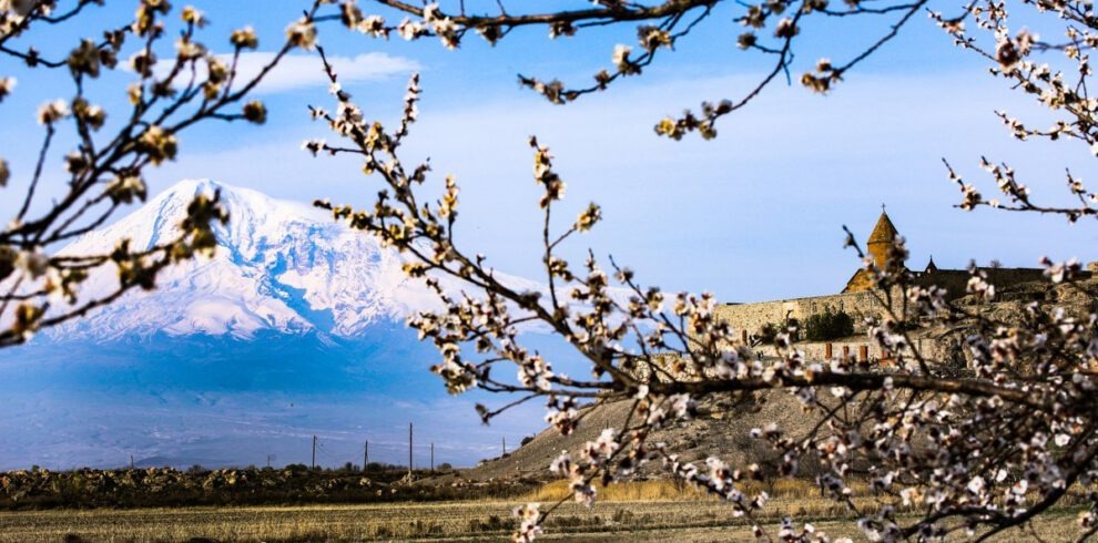 Kloster Khor Virap vor dem schneebedeckten Ararat, eingerahmt von blühenden Aprikosenzweigen, Armenien im Frühling