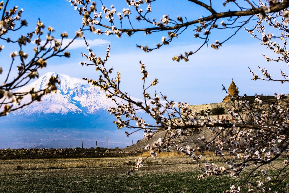 Kloster Khor Virap vor dem schneebedeckten Ararat, eingerahmt von blühenden Aprikosenzweigen, Armenien im Frühling