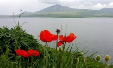 Leuchtend roter Kaukasus-Mohn (Papaver) am Ufer des Tabatskuri-Sees im Hochland von Dschawachetien, Georgien – im Hintergrund ein erloschener Vulkankegel