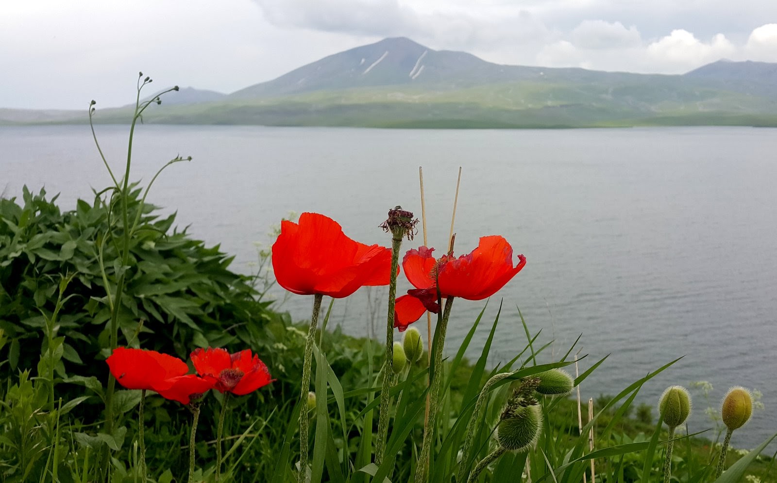 Leuchtend roter Kaukasus-Mohn (Papaver) am Ufer des Tabatskuri-Sees im Hochland von Dschawachetien, Georgien – im Hintergrund ein erloschener Vulkankegel