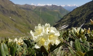 Rhododendron caucasicum in cremefarbener Blüte auf einer Almwiese im Großen Kaukasus, Georgien – im Hintergrund schneebedeckte Gipfel des Kaukasushauptkamms