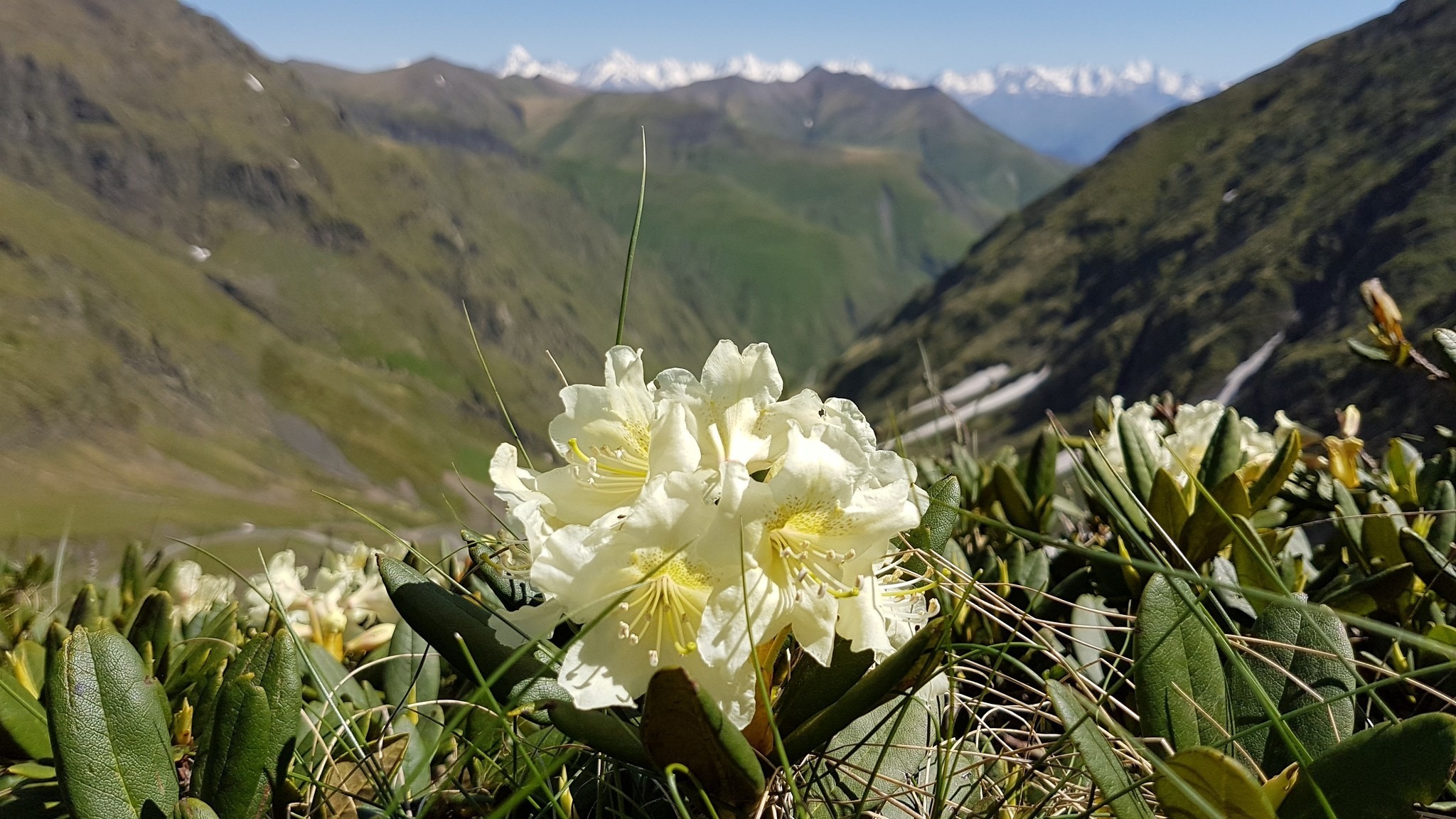 Rhododendron caucasicum in cremefarbener Blüte auf einer Almwiese im Großen Kaukasus, Georgien – im Hintergrund schneebedeckte Gipfel des Kaukasushauptkamms